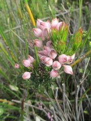 Erica holosericea