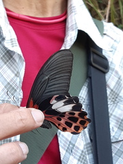 Papilio thaiwanus