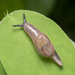 Yellow-shelled Semi-Slug - Photo (c) msone, some rights reserved (CC BY-NC-ND), uploaded by msone