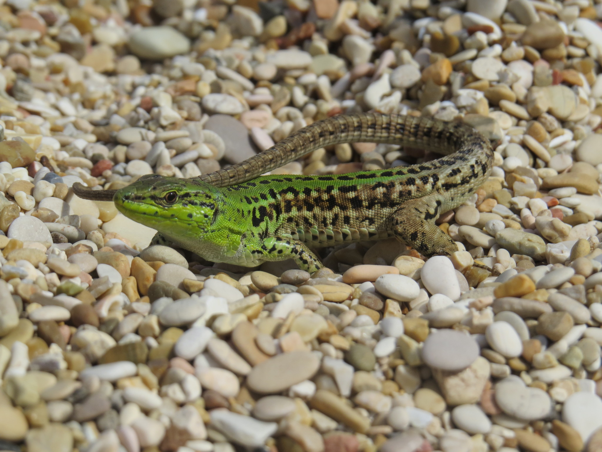 Northern Italian Wall Lizard (Podarcis siculus campestris)…