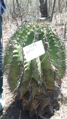 Ferocactus herrerae