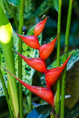 Heliconia stricta