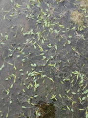 Limosella aquatica