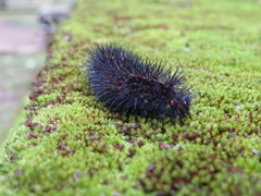 Spilosoma lubricipeda