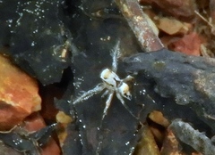 Habronattus aztecanus