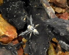 Habronattus aztecanus