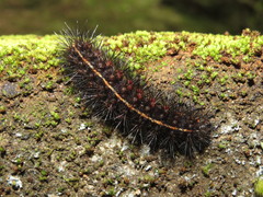 Spilosoma lubricipeda