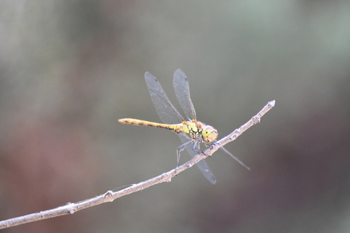 Common Darter