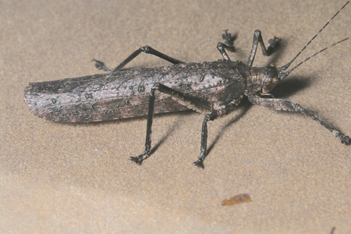 Tegra novaehollandiae
