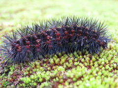 Spilosoma lubricipeda