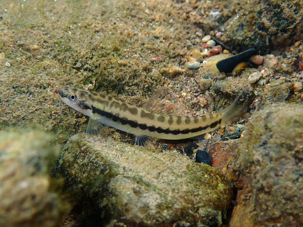 Nemacheilus pfeifferae (Nemacheilus pfeifferae)