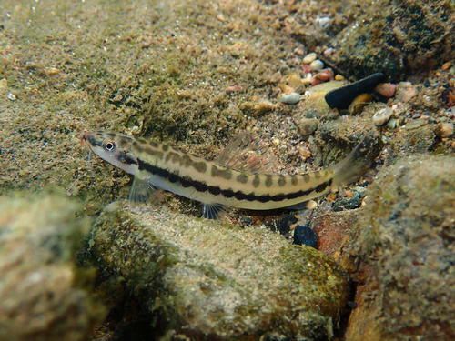 Nemacheilus pfeifferae