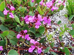 Indigofera ovata