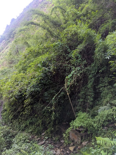Bagadchhal (Drepanostachyum falcatum)