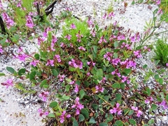 Indigofera ovata
