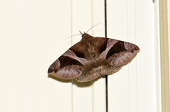 Bastilla arcuata
