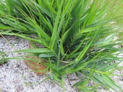 Pentameris obtusifolia