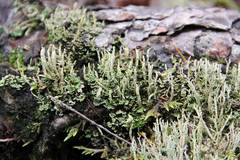 Cladonia cornuta