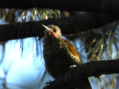 Colaptes auricularis