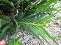 Pentameris obtusifolia