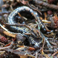 Plethodon welleri