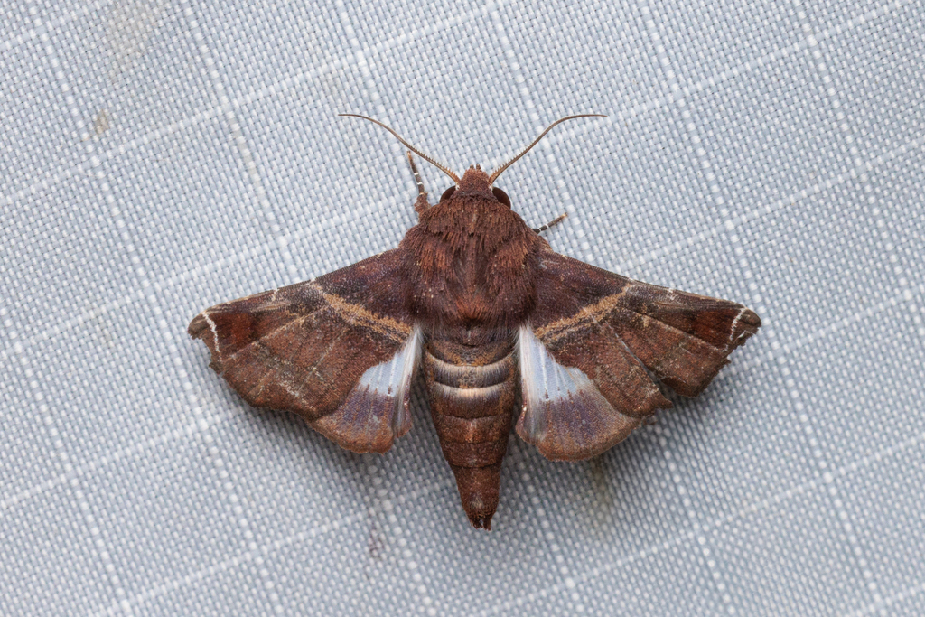 Penicillaria meeki