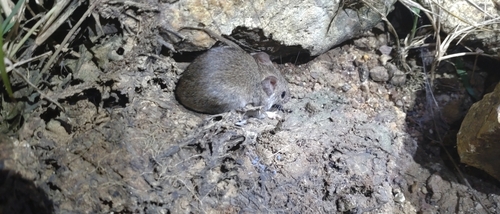 Fawn-colored Mouse