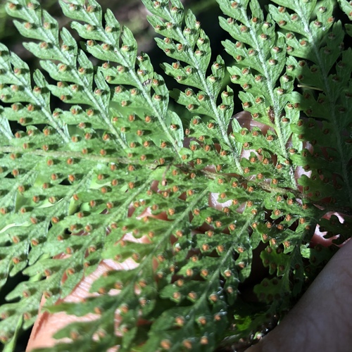 Microlepia strigosa