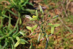 Albuca juncifolia