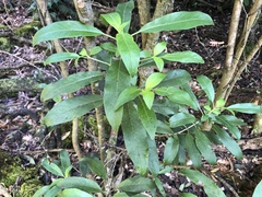 Coprosma rhynchocarpa