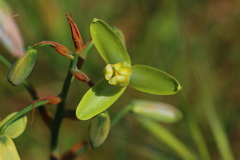 Albuca juncifolia