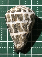 Conus ebraeus