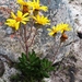 Palmiet Firedaisy - Photo (c) linkie, some rights reserved (CC BY), uploaded by linkie