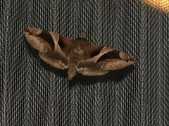 Bastilla arcuata