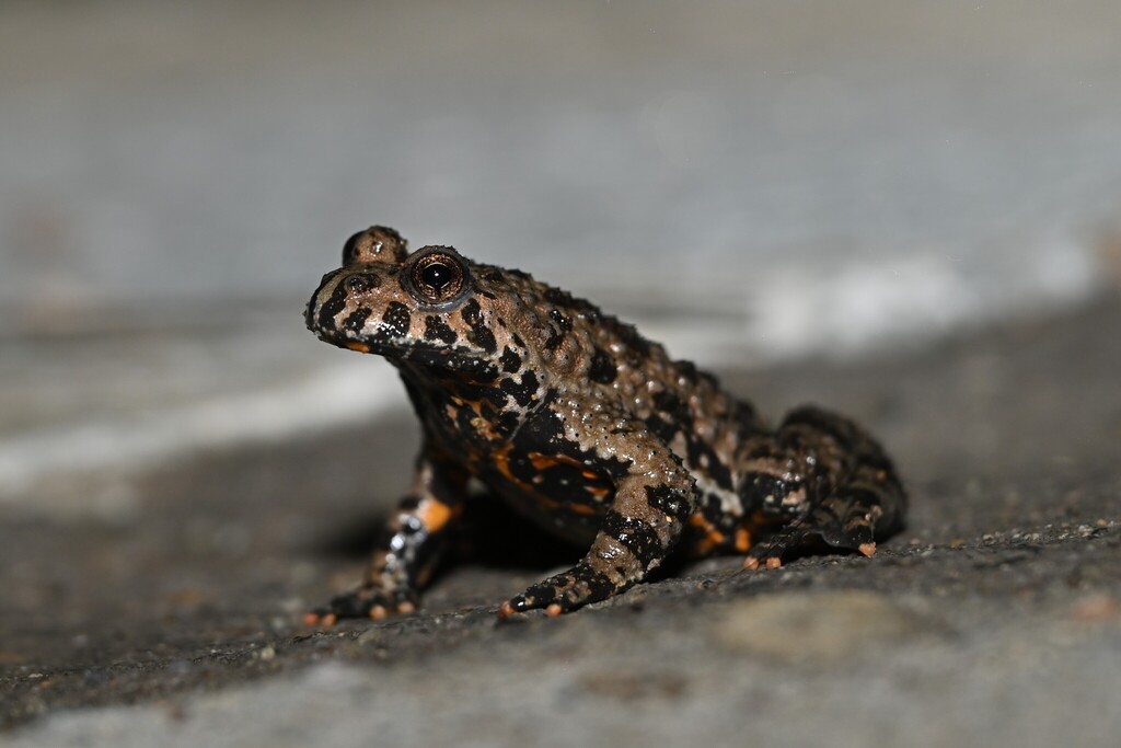 Oriental Bell Toad