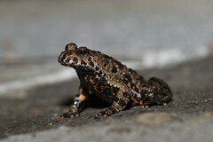 Oriental Bell Toad photo 1