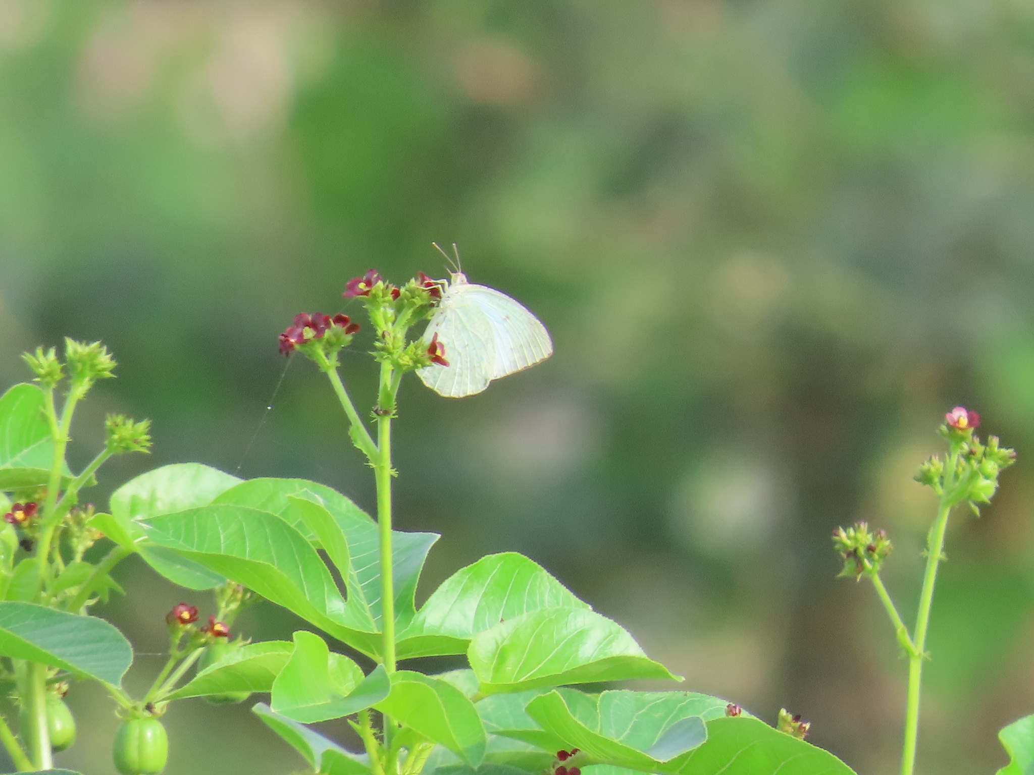 Mottled Emigrant