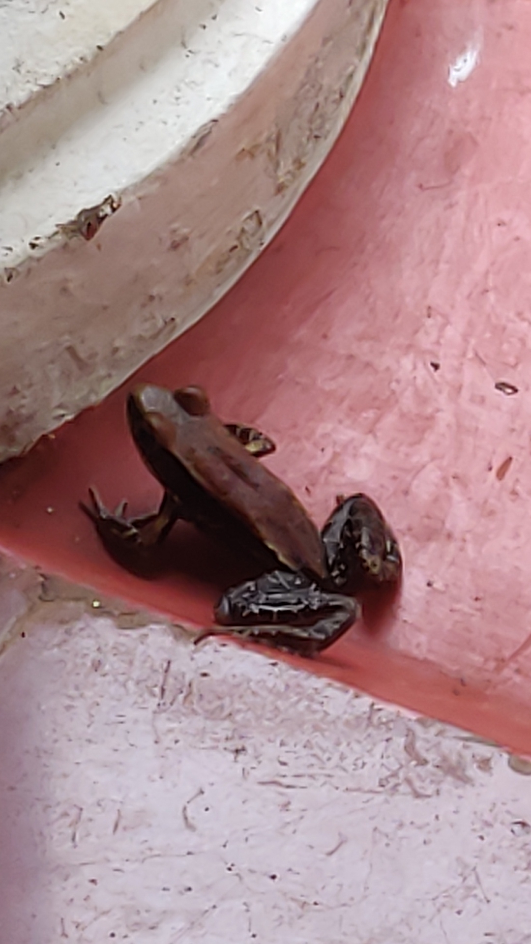 Wide-Range Fungoid Frog