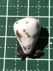 Conus sponsalis