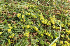 Galium arenarium