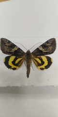 Catocala fulminea