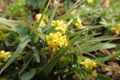 Galium arenarium