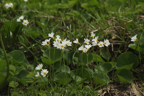 Primula nipponica iNat (2)