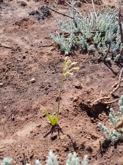 Tulbaghia leucantha