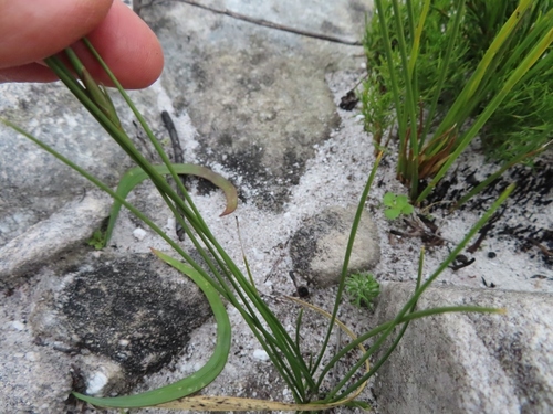 Image of Slender Rushiris (Bobartia filiformis) by (c) linkie, some rights reserved (CC BY)