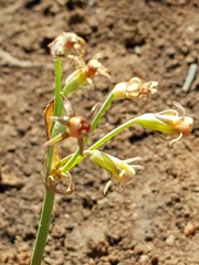 Tulbaghia leucantha