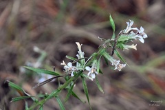 Liatris carrizana