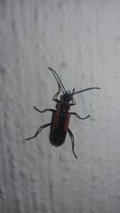 Chauliognathus limbicollis