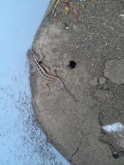 Sceloporus variabilis marmoratus