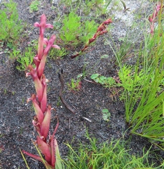 Disa ophrydea